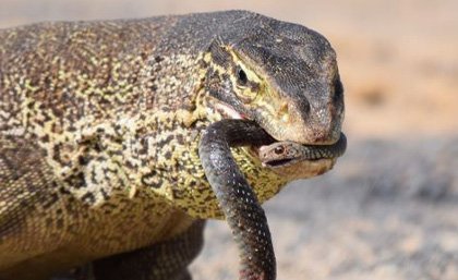 A goanna eating a black snake. 